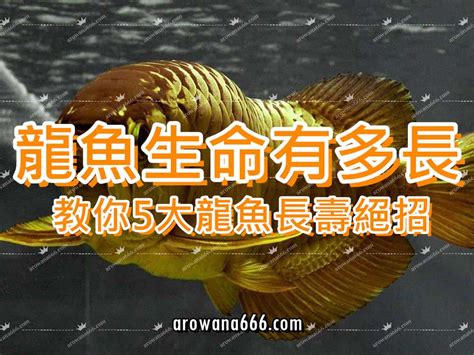 龍魚 壽命